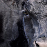 Maternal Bulls (M1, M4) – Guarantee Your Bull