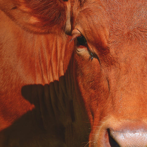 Heifer Bulls (M3) – Guarantee Your Bull